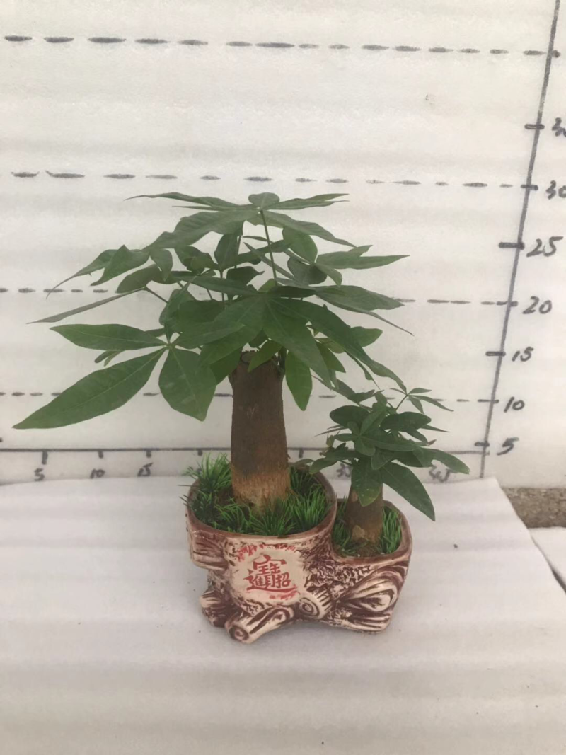 小盆栽，发财树组盆