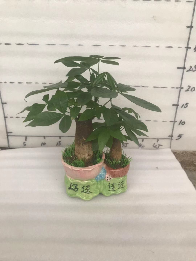 小盆栽，发财树组盆