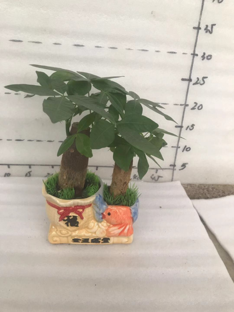 小盆栽，发财树组盆