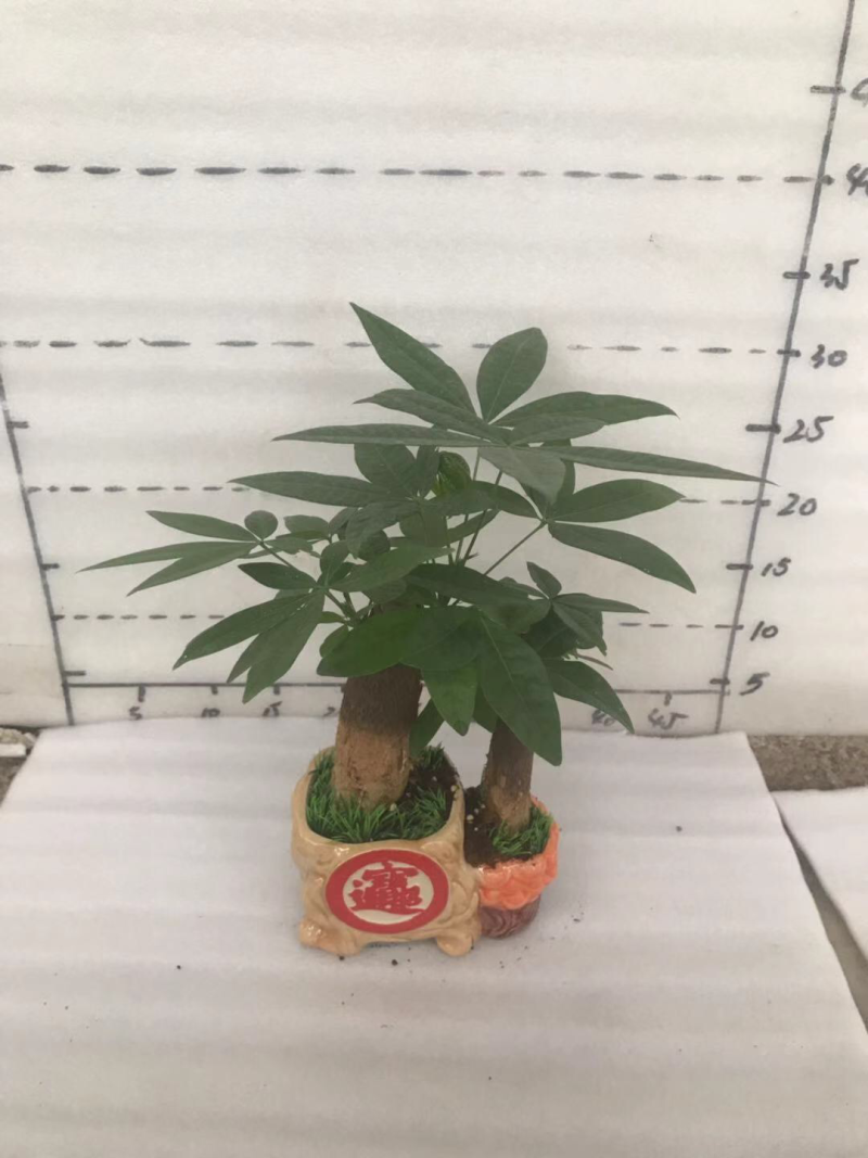 小盆栽，发财树组盆