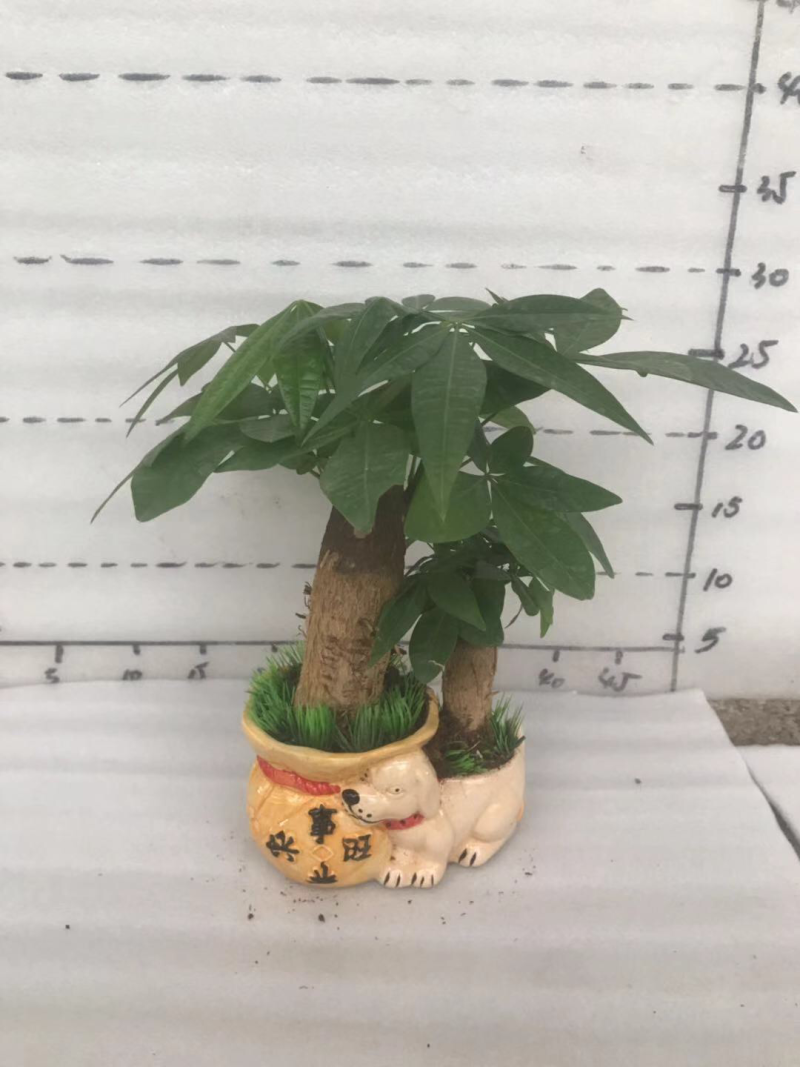 小盆栽，发财树组盆