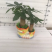 小盆栽，发财树组盆