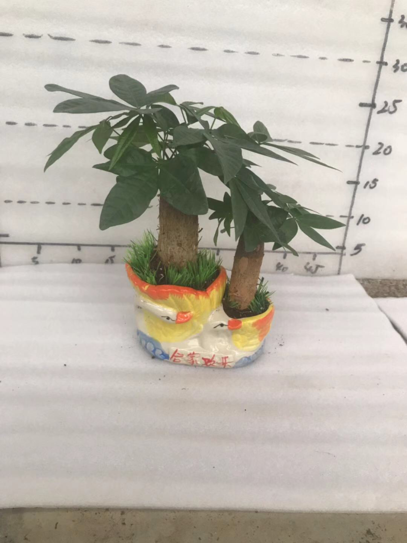 小盆栽，发财树组盆
