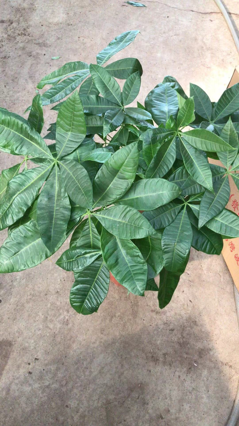 小盆栽，280高杆发财树