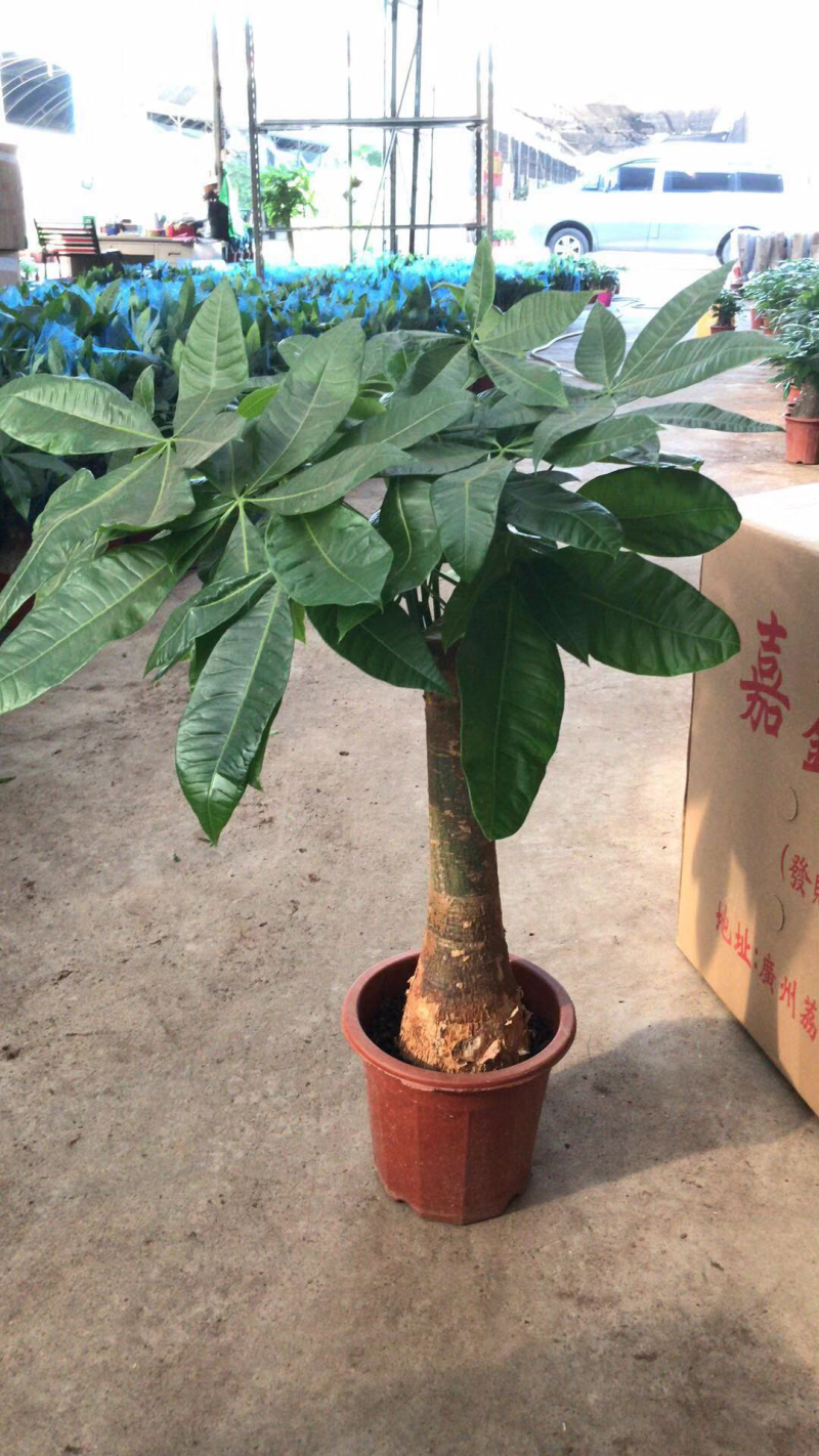 小盆栽，280高杆发财树