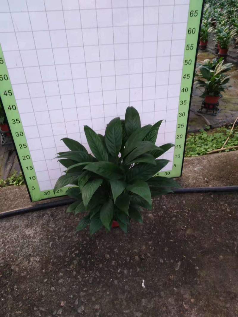 小盆栽-120美酒