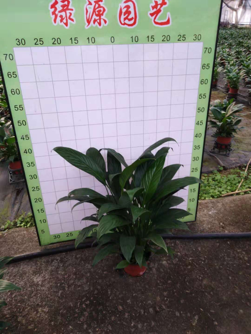 小盆栽-120美酒