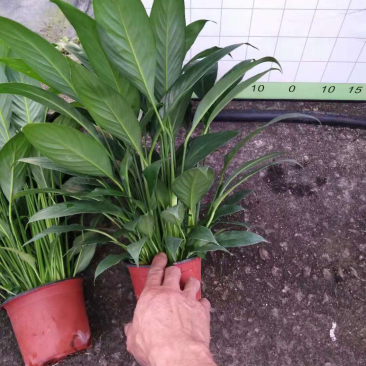 小盆栽-120美酒