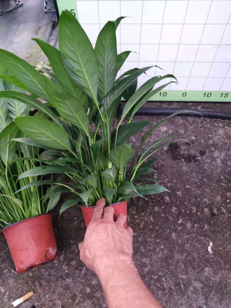 小盆栽-120美酒
