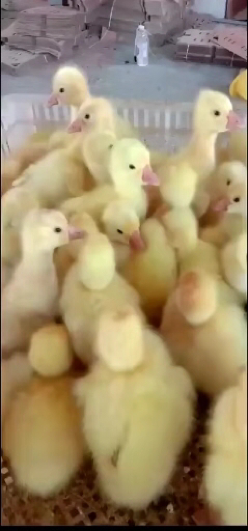 优质鹅苗