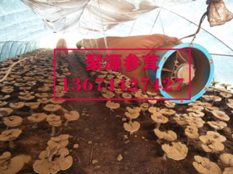 破壁灵芝孢子粉