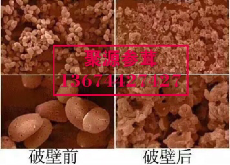 破壁灵芝孢子粉
