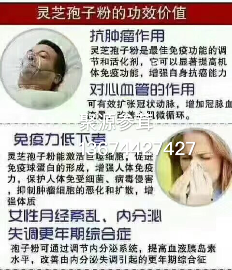破壁灵芝孢子粉