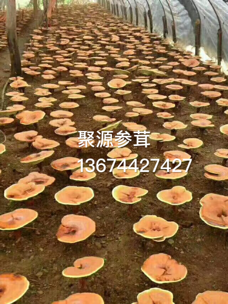 破壁灵芝孢子粉