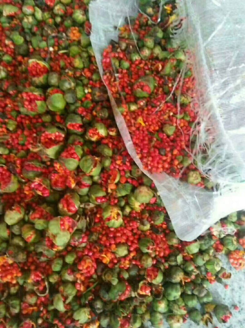 云南重楼种子发芽率90%以上支持货到付款