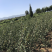大金星山楂苗大五棱品种纯批发价，原产地发货，线上交易