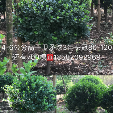 高接卫矛球