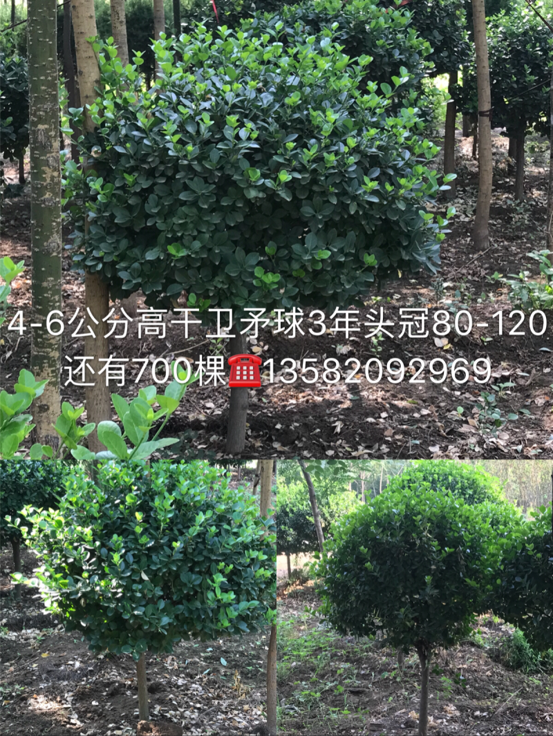 高接卫矛球