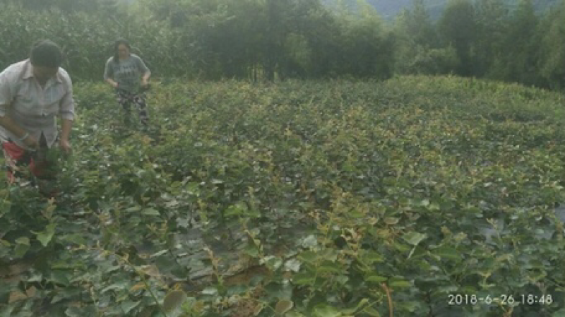 红心猕猴桃苗原产地直发品种保证自家苗圃直发无差价