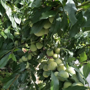 晚熟青脆李子苗，脆甜离核，免费技术，包品种包邮