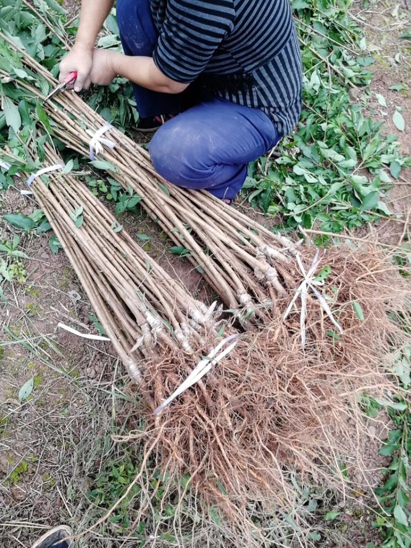 晚熟青脆李子苗，脆甜离核，免费技术，包品种包邮