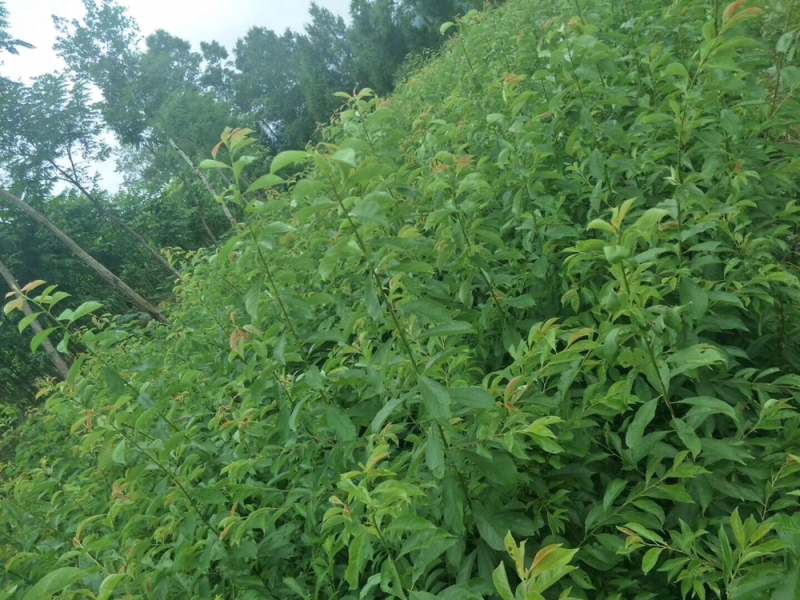 晚熟青脆李子苗，脆甜离核，免费技术，包品种包邮