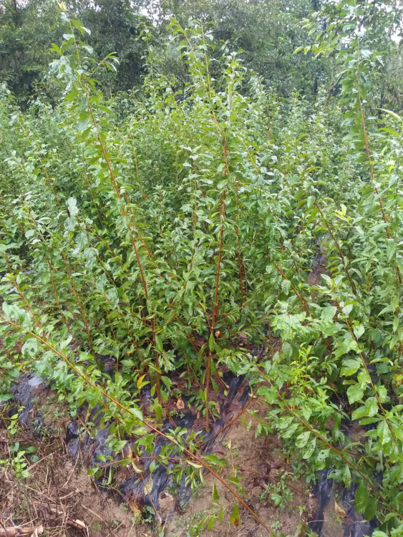 晚熟青脆李子苗，脆甜离核，免费技术，包品种包邮