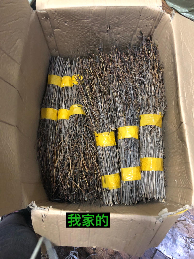 兴安杜鹃干枝杜鹃花枝遇水7-15天开花