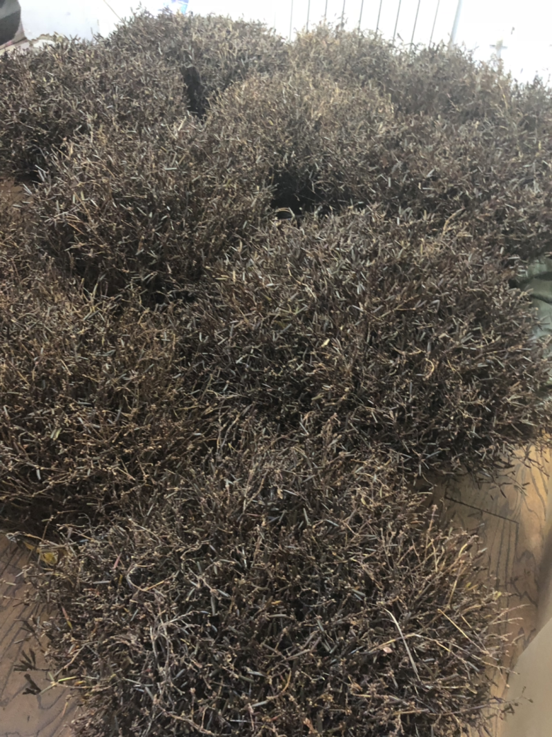 兴安杜鹃干枝杜鹃花枝遇水7-15天开花