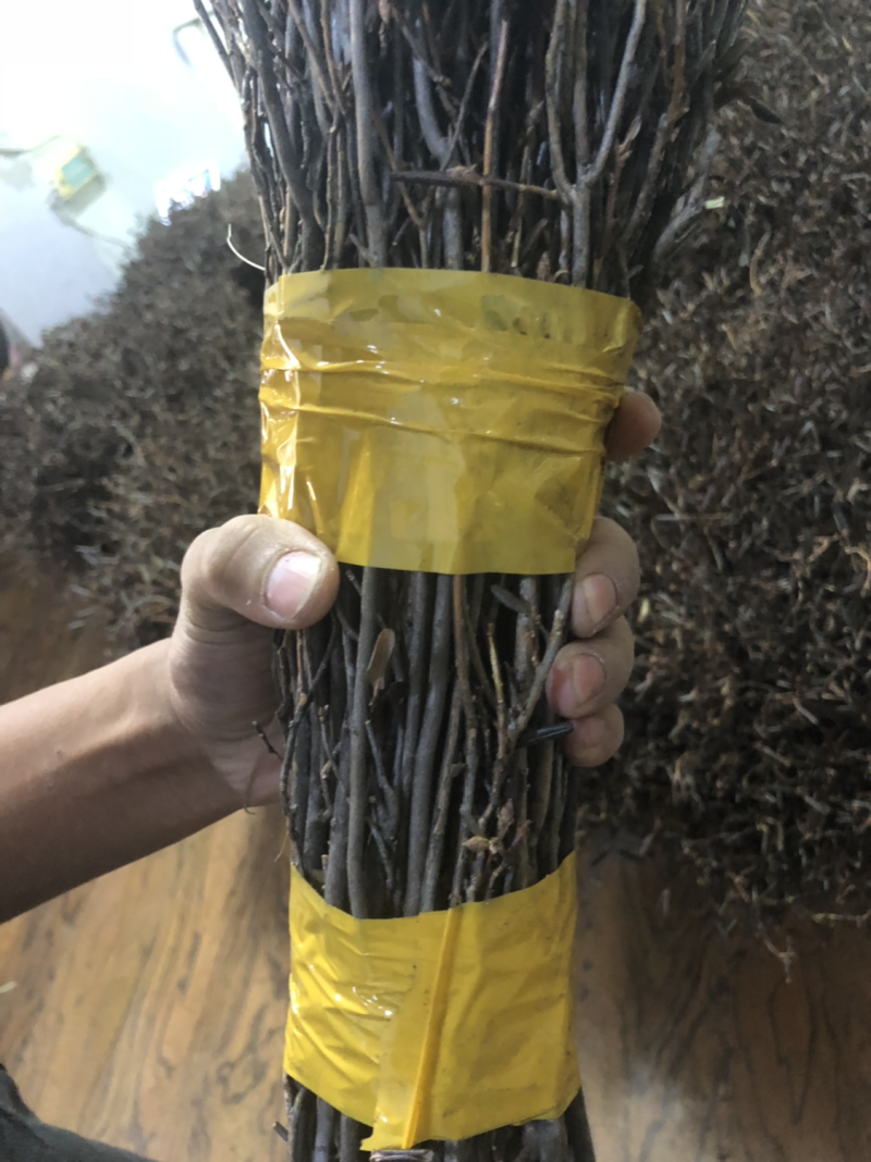 兴安杜鹃干枝杜鹃花枝遇水7-15天开花