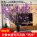 兴安杜鹃干枝杜鹃花枝遇水7-15天开花