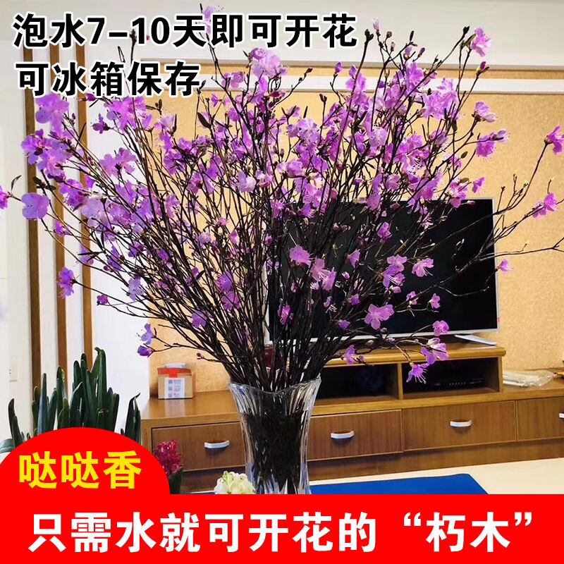 兴安杜鹃干枝杜鹃花枝遇水7-15天开花