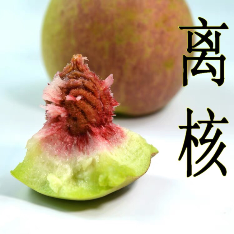 大理冬桃毛桃新鲜冬桃应季水果脆甜桃子小毛桃