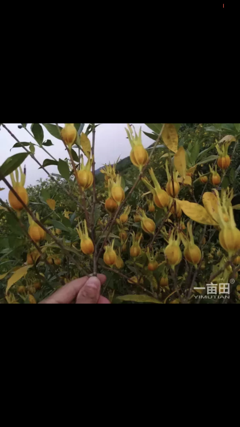 吉安市峡江县马埠镇芦溪村