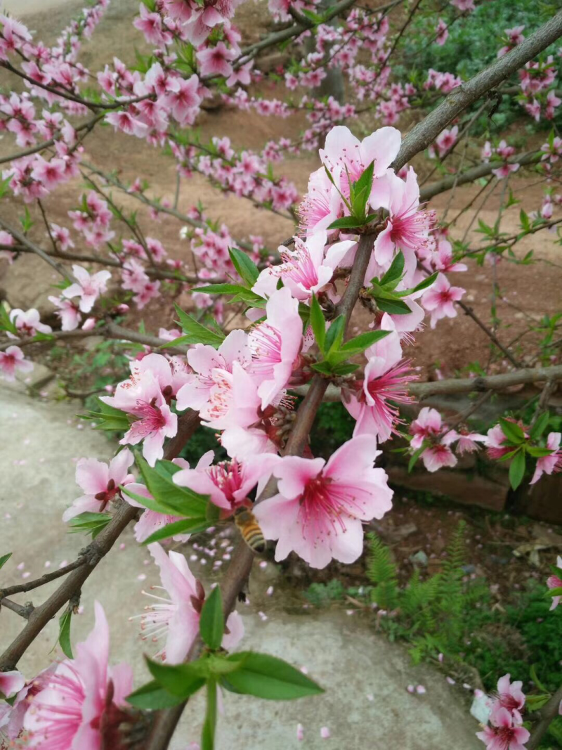 蜂蜜农户散养土蜂蜜纯天然蜂蜜柴胡蜜苜蓿蜜