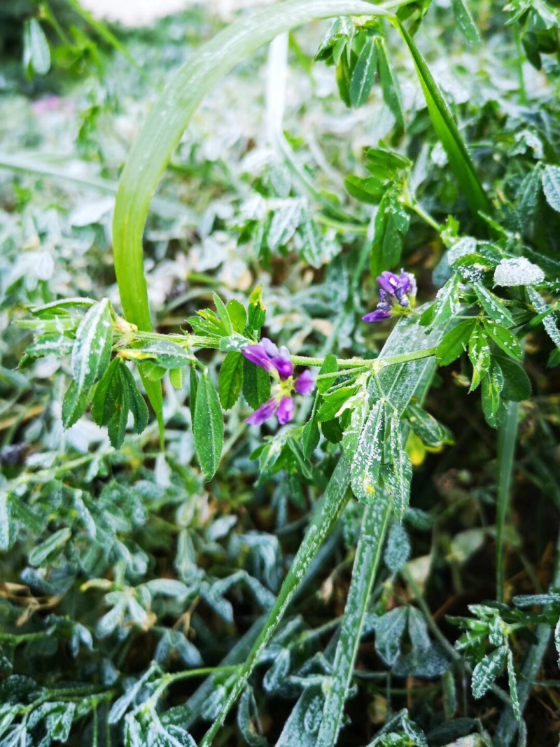 蜂蜜农户散养土蜂蜜纯天然蜂蜜柴胡蜜苜蓿蜜