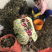 荔浦芋头种正宗香芋种子芋头种子苗槟榔芋