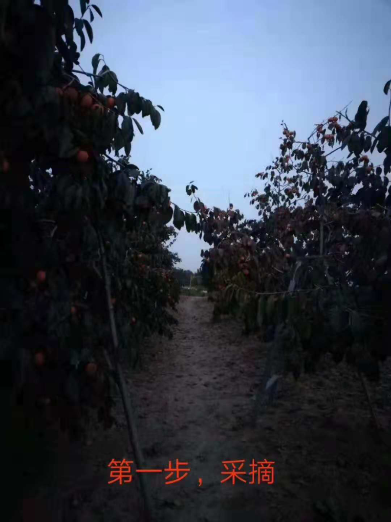 富平曹村柿饼