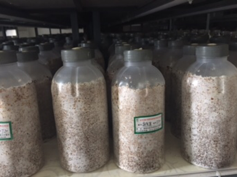 萌发菌原种大量现货供应
