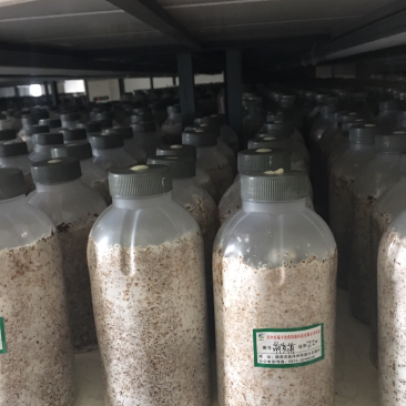 萌发菌原种大量现货供应