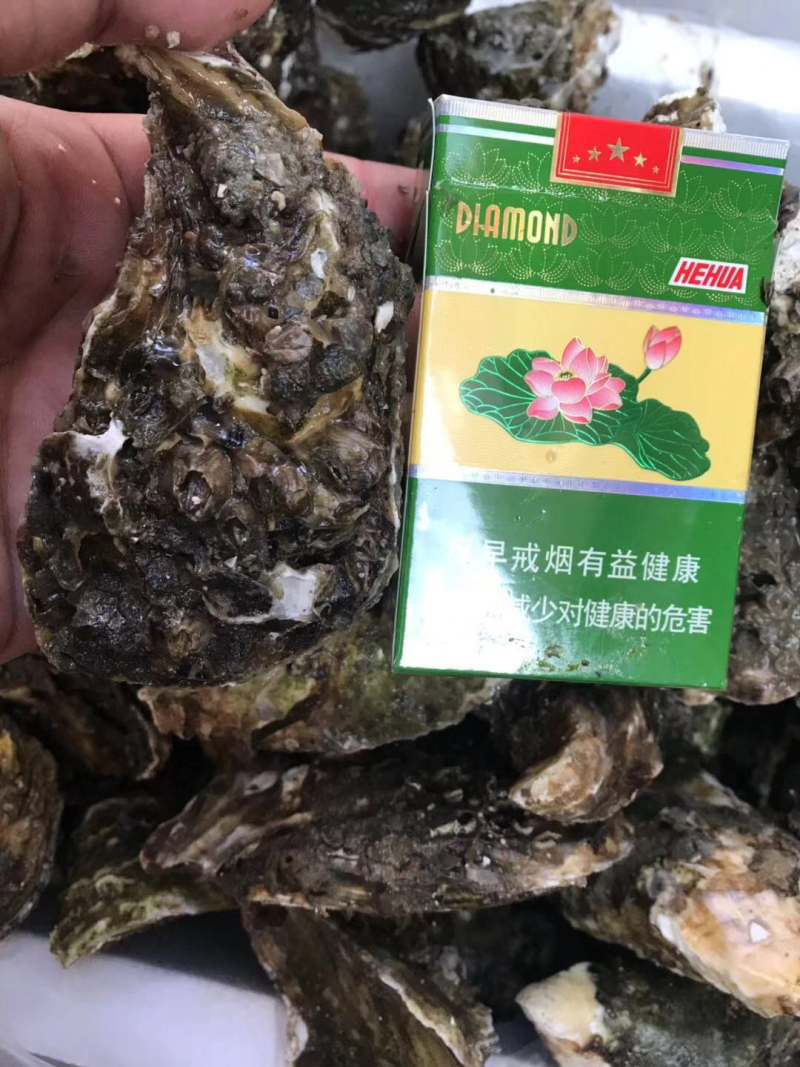 全壳生蚝半壳生蚝汫洲大生蚝生蚝生蚝肉批发