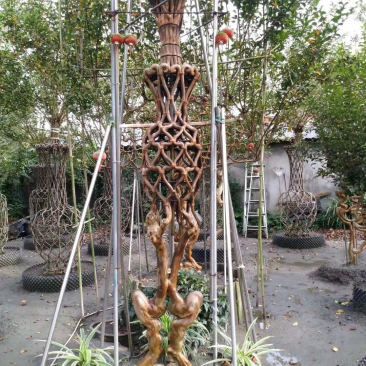 紫薇