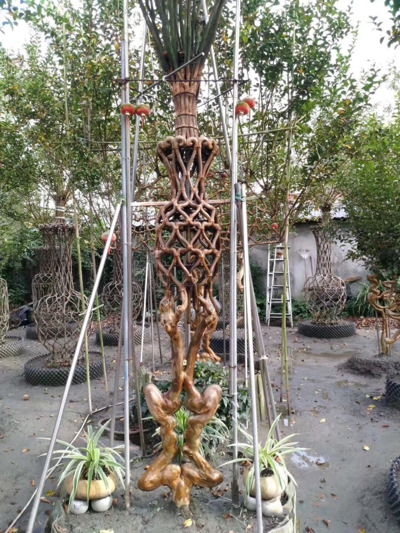 紫薇