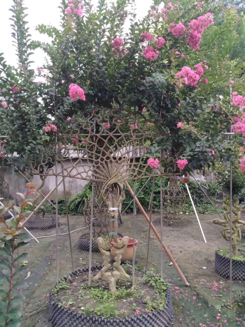 紫薇