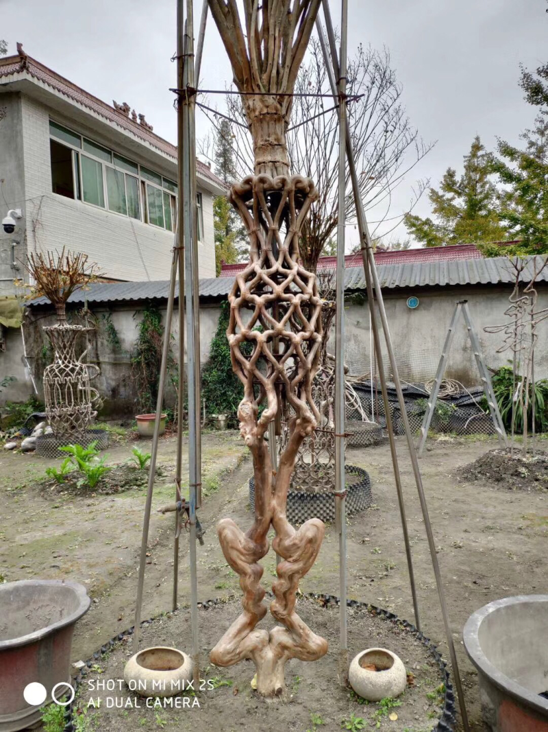 紫薇