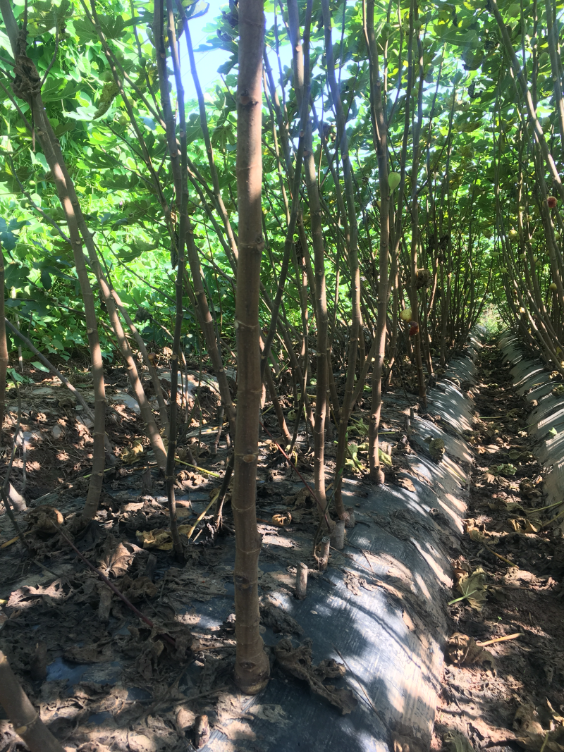 无花果苗树苗四季波姬红当年结果盆栽地栽带果特大南北方室内