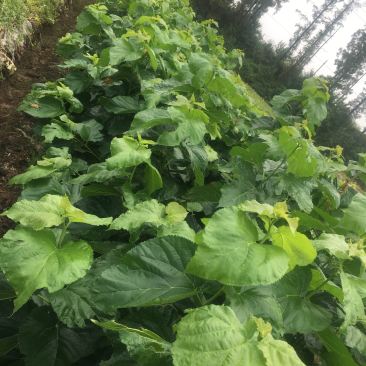 无籽大十桑椹苗种植地栽，现挖现卖。南北都可以种植。根系