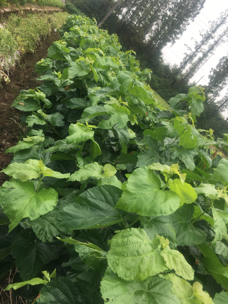 无籽大十桑椹苗种植地栽，现挖现卖。南北都可以种植。根系