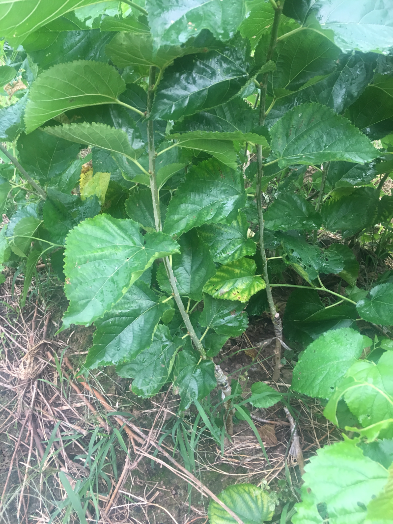 无籽大十桑椹苗种植地栽，现挖现卖。南北都可以种植。根系