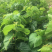 无籽大十桑椹苗种植地栽，现挖现卖。南北都可以种植。根系